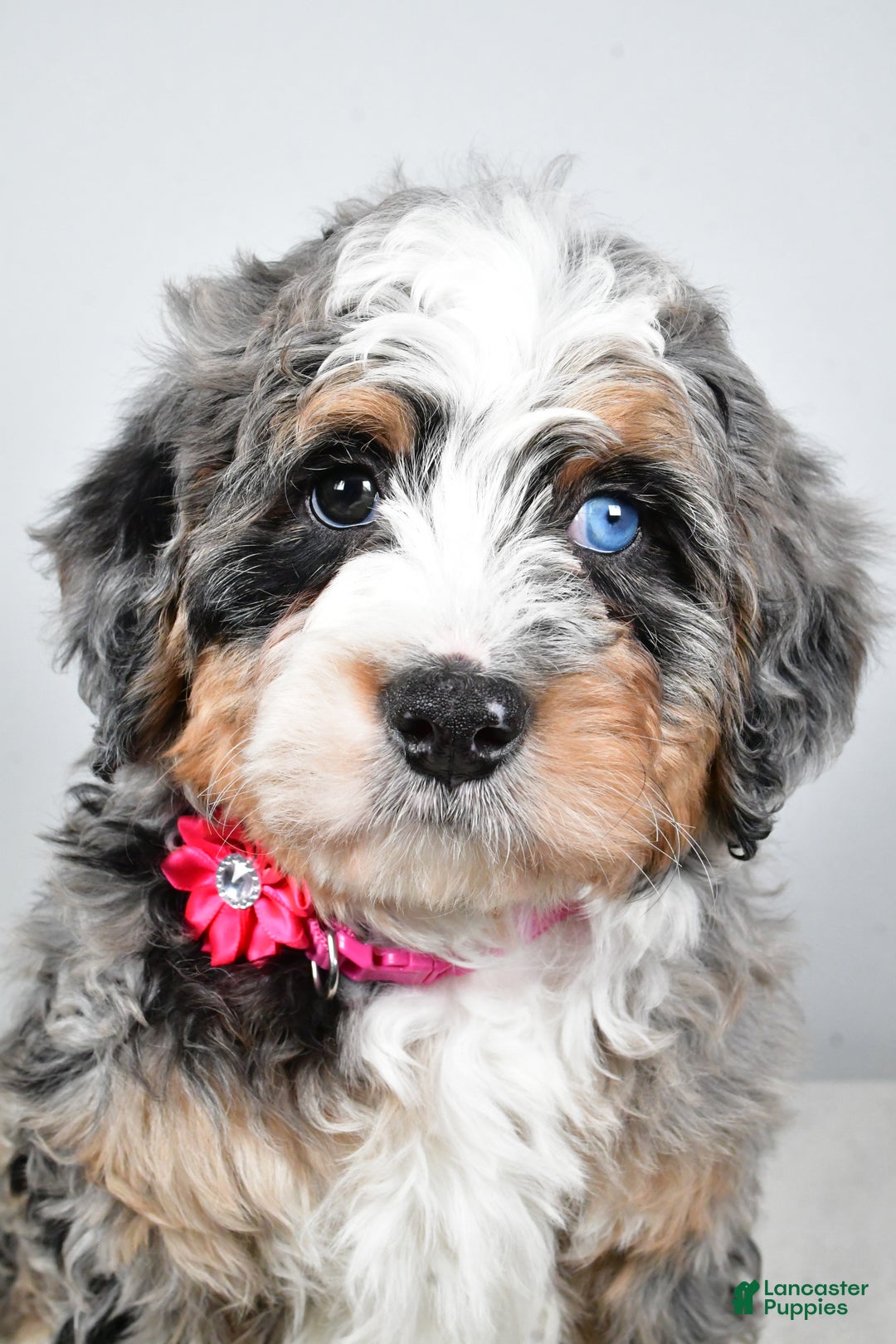 Mini Bernedoodle dogs for sale: Crystal - Ad 7