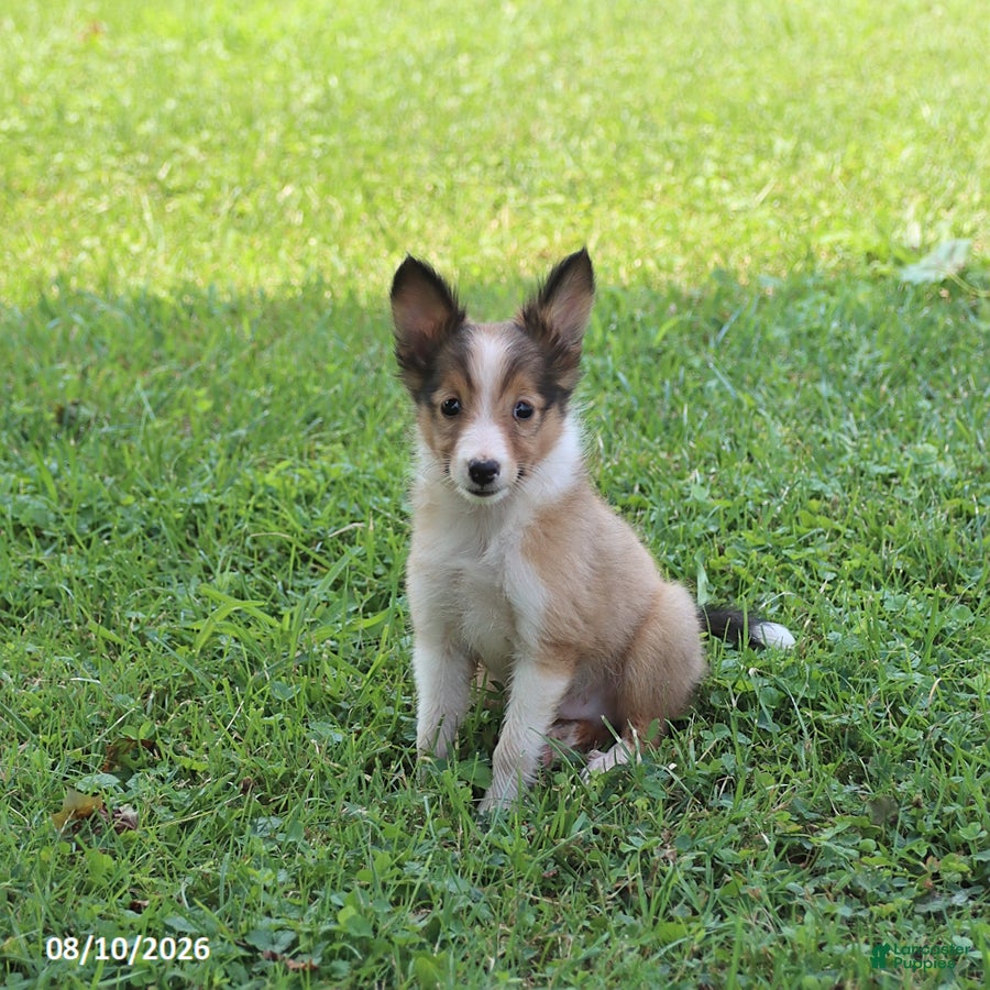 Shetland Sheepdog dogs Blaze - Ad 1