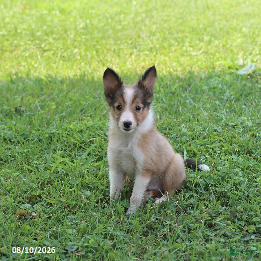 Shetland Sheepdog dogs for sale: Blaze - Ad 1