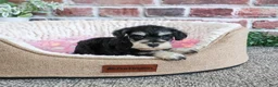 Miniature Schnauzer dogs for sale: Janelle - Ad 8