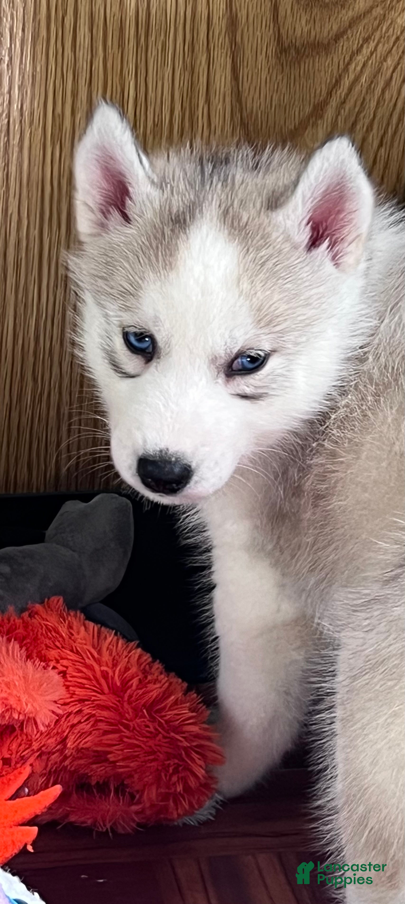Siberian Husky dogs Majick AKC - Ad 1