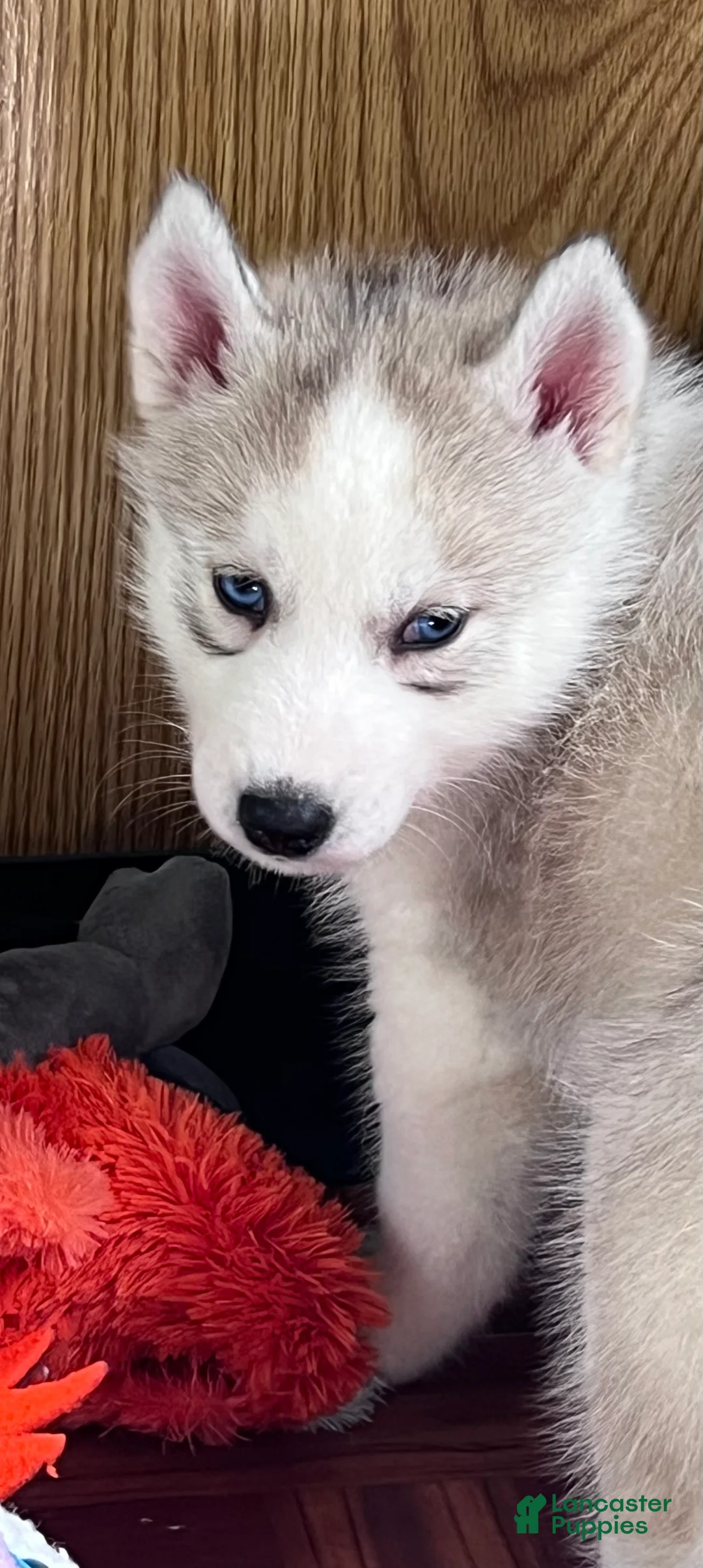 Siberian Husky dogs for sale: Majick AKC - Ad 1