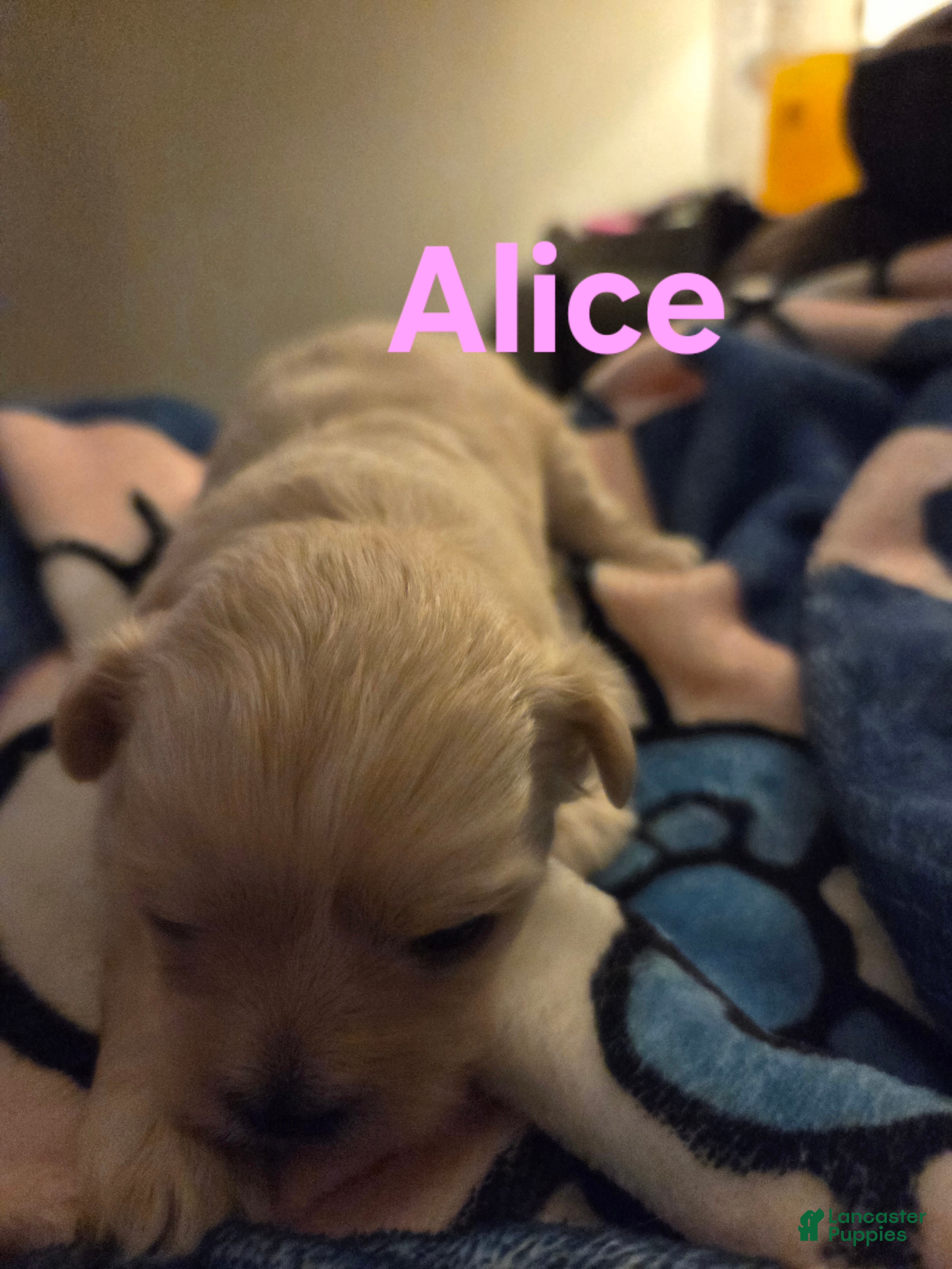 Shihpoo dogs Alice - Ad 40