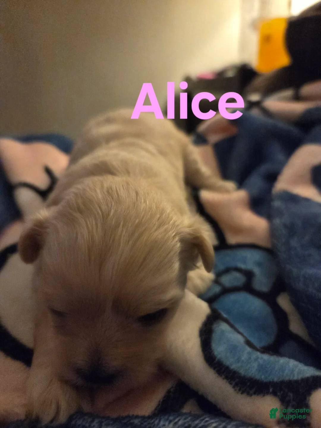 Shihpoo dogs for sale: Alice - Ad 1