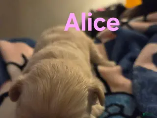 Shihpoo dogs Alice - Ad 40