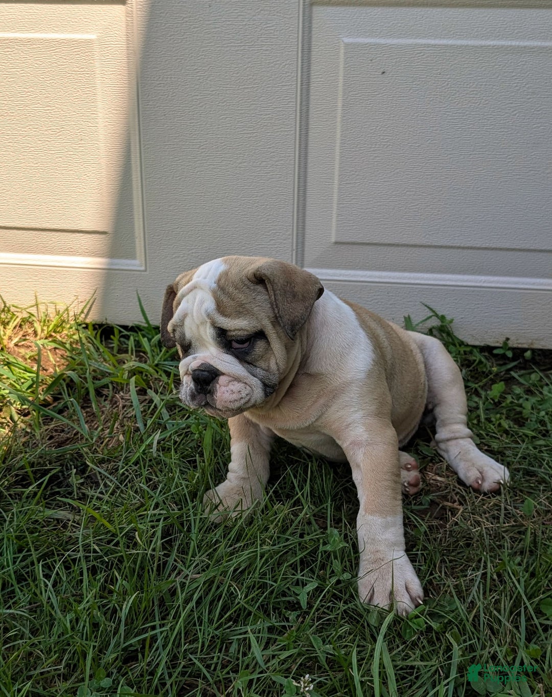 Olde English Bulldogge dogs for sale: Ginger - Ad 15