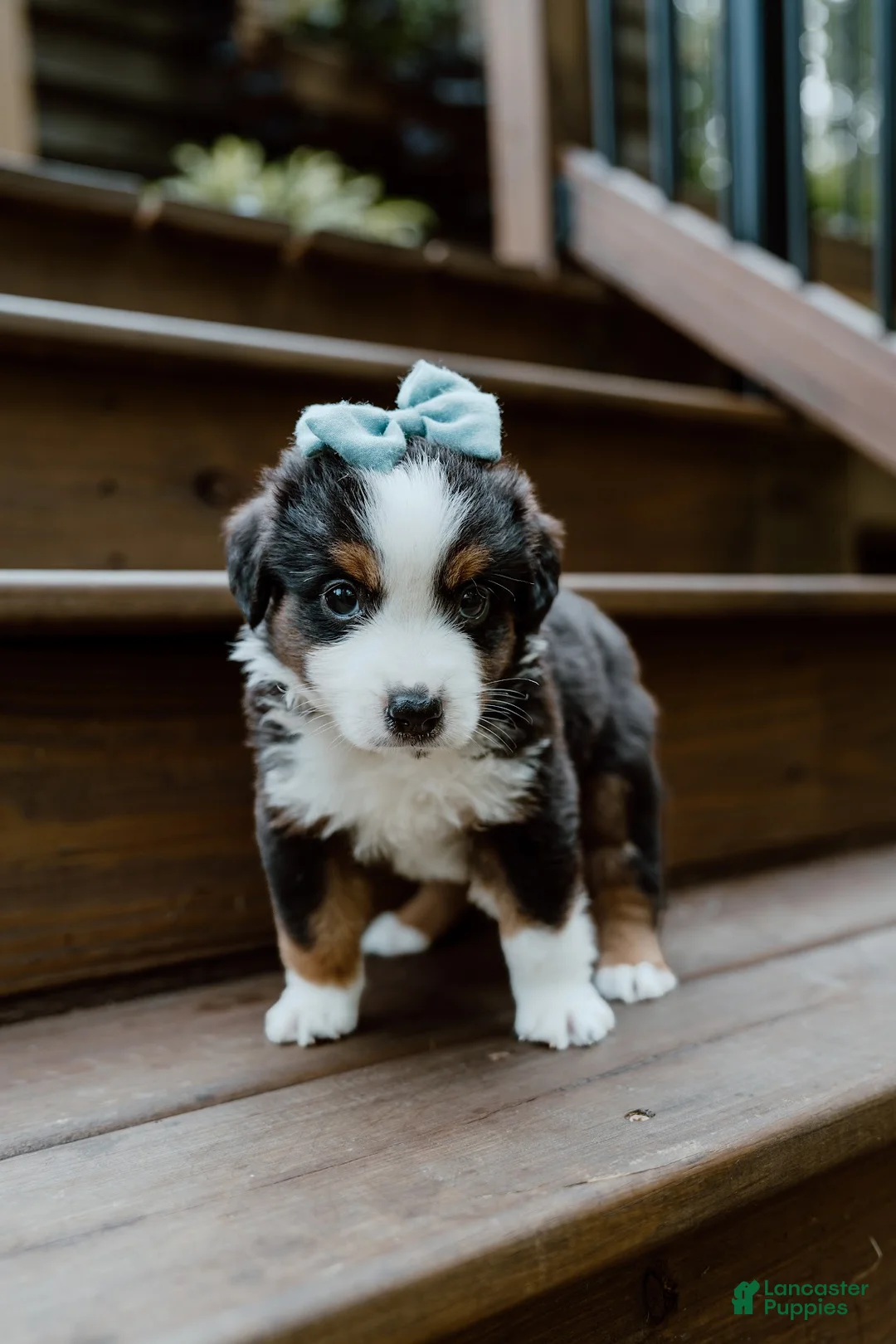 Miniature Australian Shepherd dogs for sale: Lightning - Ad 2