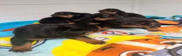 Rottweiler dogs for sale: Rottweiler Puppy 6 - Ad 3