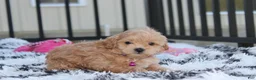 Maltipoo dogs for sale: Kira - Ad 4