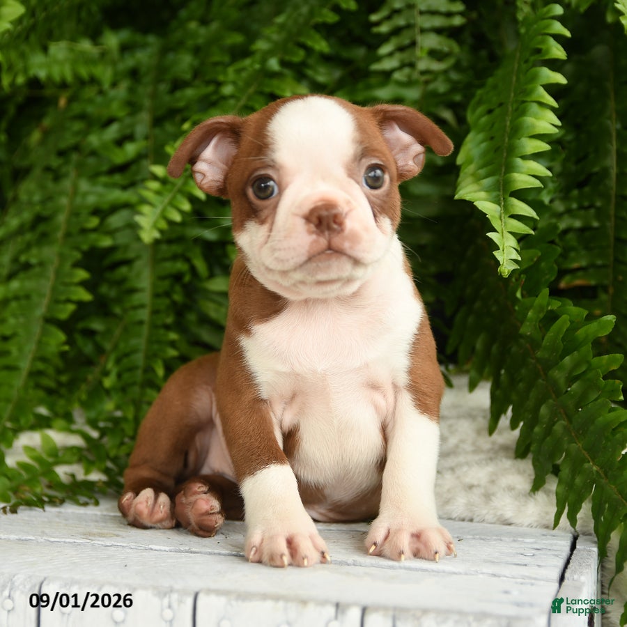 Boston Terrier dogs Hera - Ad 1