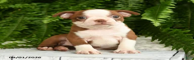 Hera