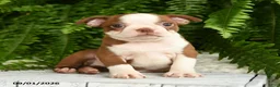 Boston Terrier dogs for sale: Hera - Ad 1