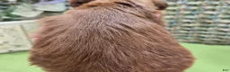 Cockapoo dogs for sale: Emily - Ad 17