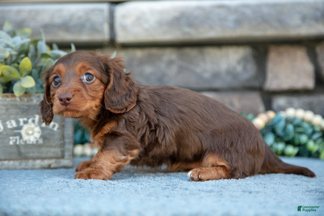 Miniature Dachshund dogs for sale: Annie - Ad 2