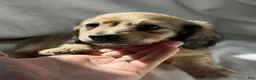 Dachshund dogs for sale: Female lady  - Ad 3