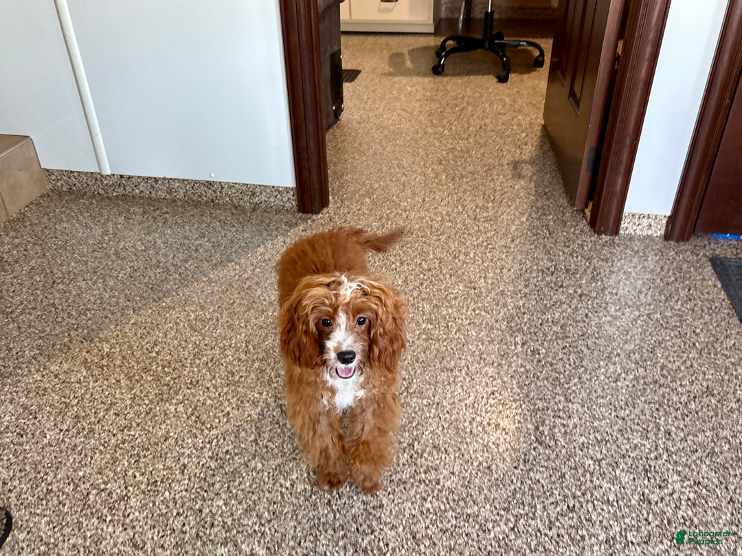 Cavapoo dogs for sale: Davey F1 - Ad 11