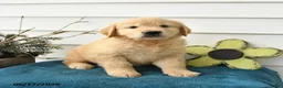 Golden Retriever dogs for sale: Maple   - Ad 3