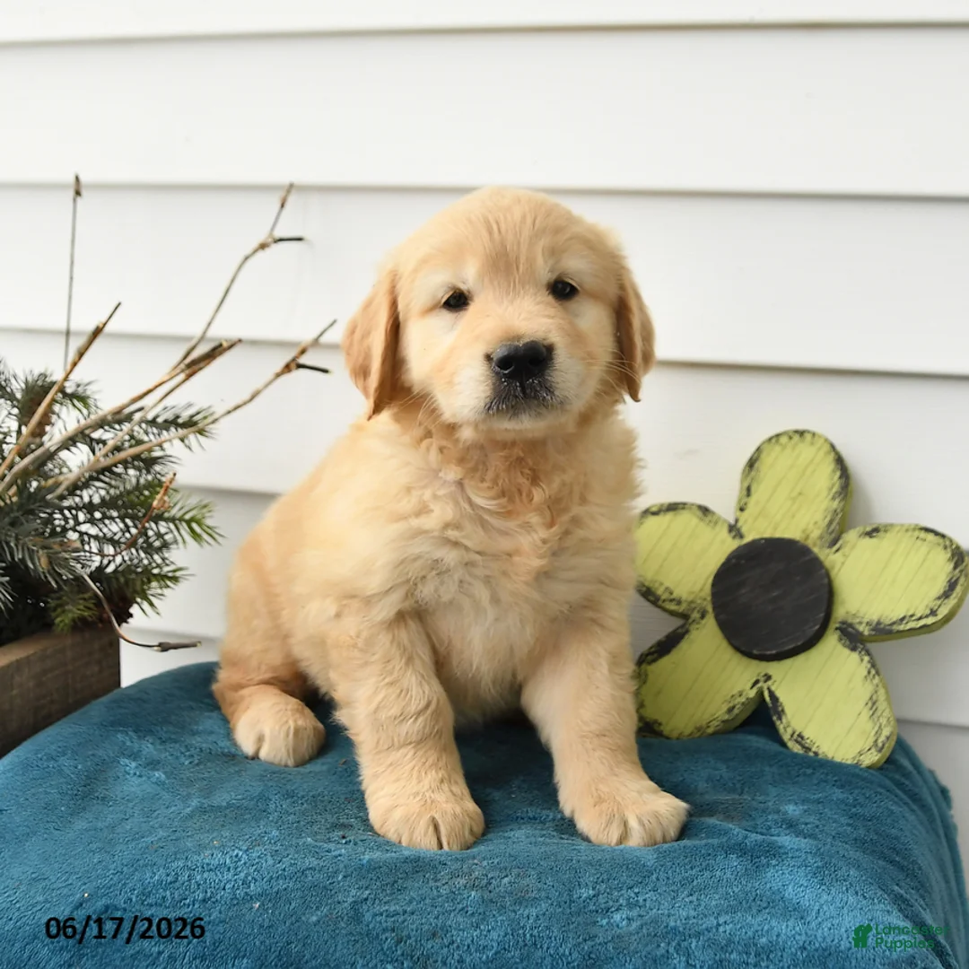 Golden Retriever dogs for sale: Maple   - Ad 3