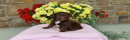 Aussiedoodle dogs for sale: Aussiedoodle 1 - Ad 2
