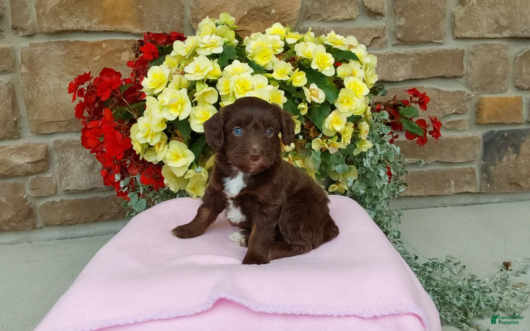 Aussiedoodle dogs for sale: Aussiedoodle 1 - Ad 2