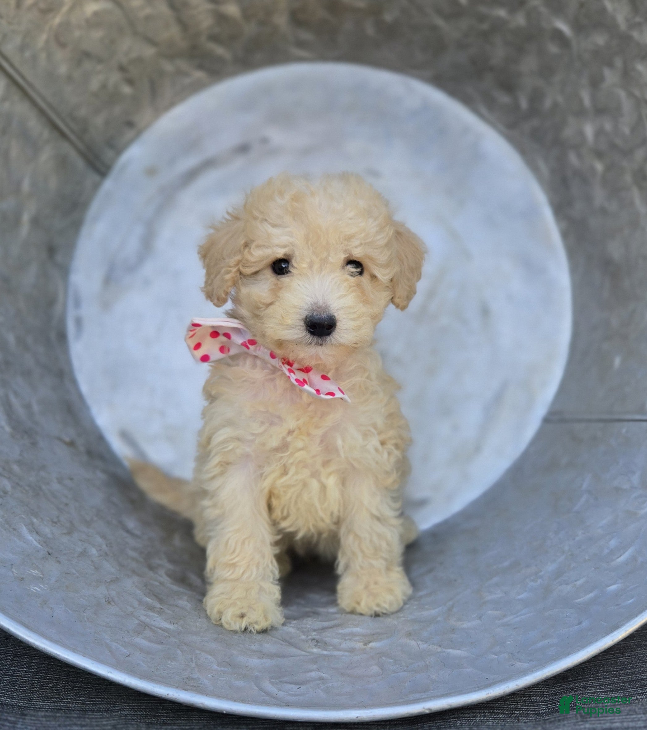 Miniature Poodle dogs Cassie - Ad 2