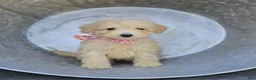 Miniature Poodle dogs for sale: Cassie - Ad 2