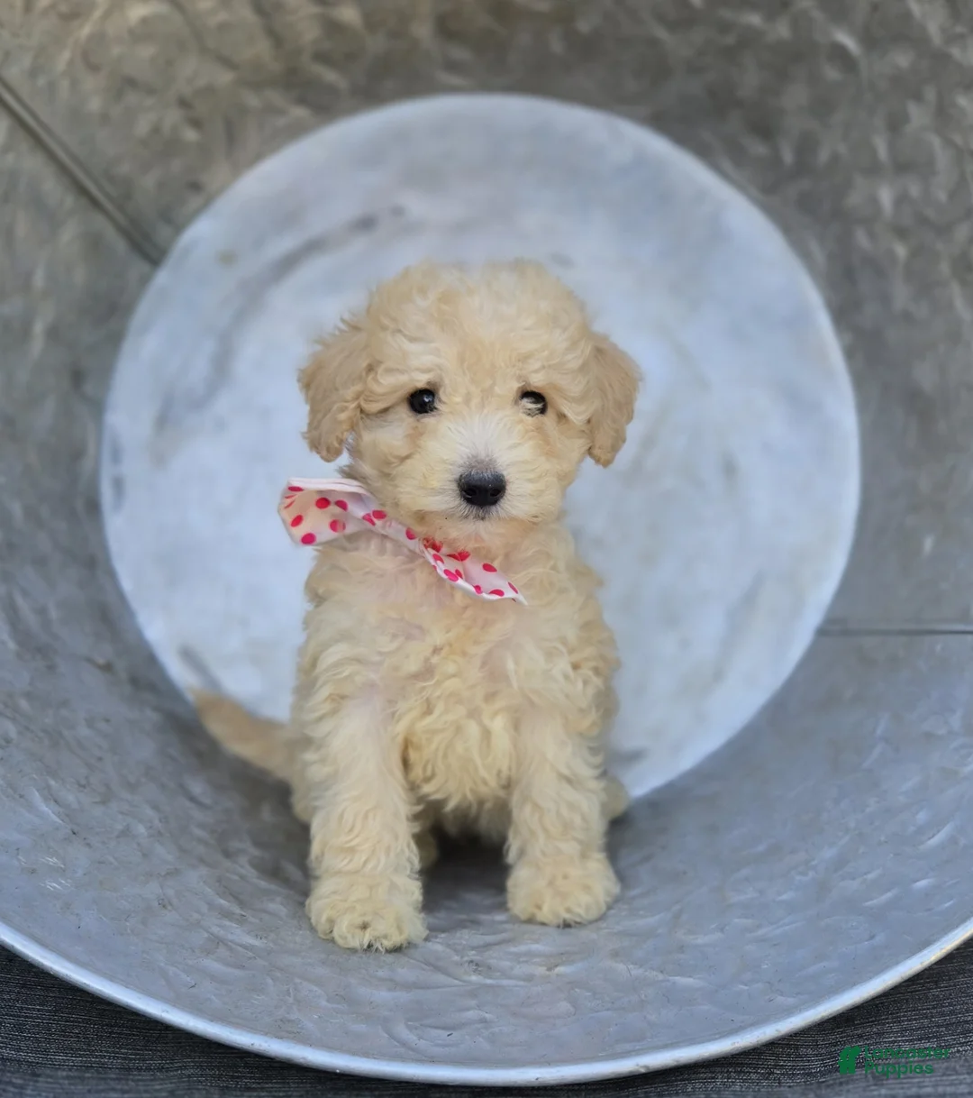 Miniature Poodle dogs for sale: Cassie - Ad 2