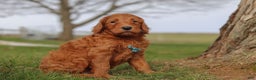 Goldendoodle dogs for sale: Goose - Ad 4