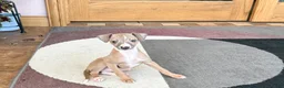 Italian Greyhound dogs for sale: Fawn male Italian Greyhound Puppy 1 - Ad 11