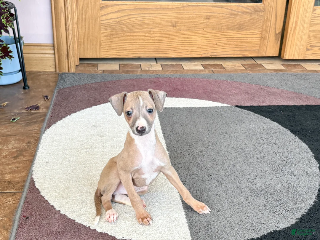 Italian Greyhound dogs for sale: Fawn male Italian Greyhound Puppy 1 - Ad 11
