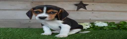 Beagle dogs for sale: Queen - Ad 4