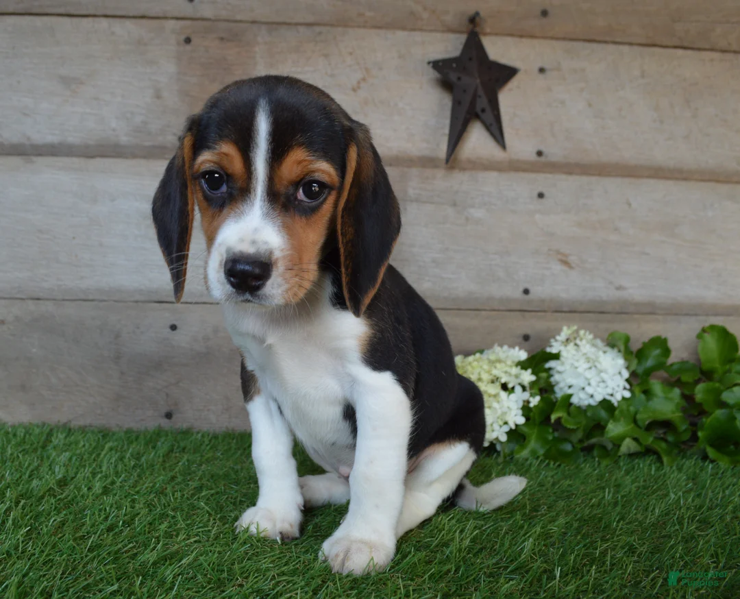 Beagle dogs for sale: Queen - Ad 4