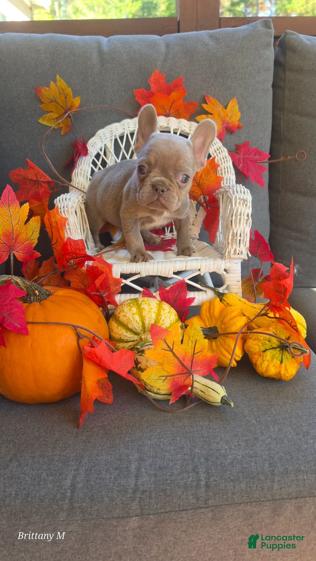 French Bulldog dogs for sale: French Bulldog 5 - Ad 2