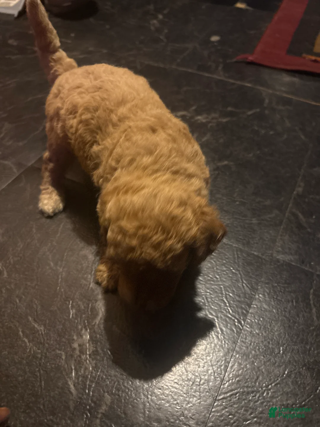 Mini Goldendoodle dogs for sale: Blessed  - Ad 1