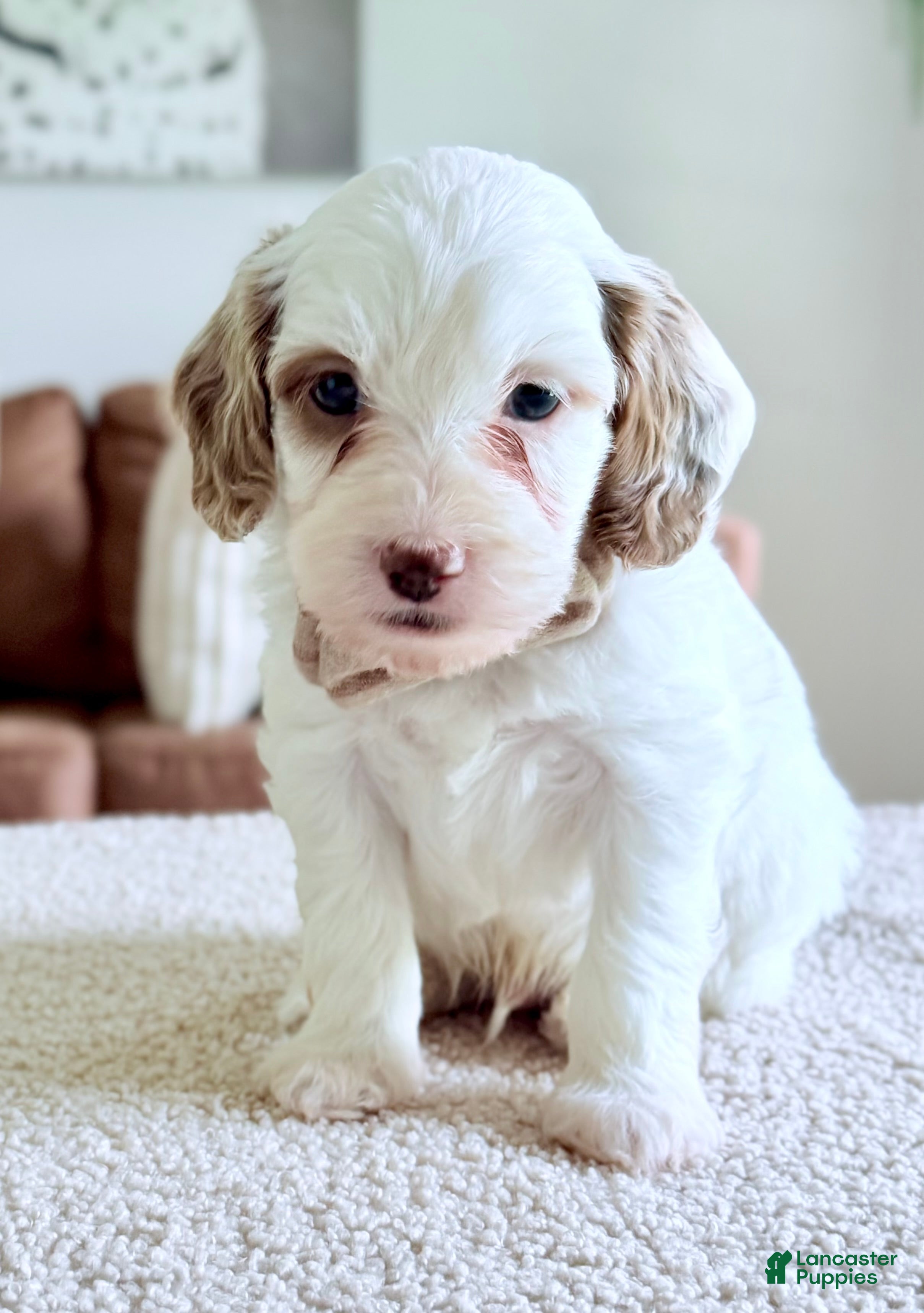 Mini Goldendoodle dogs Waffle-petite  - Ad 2
