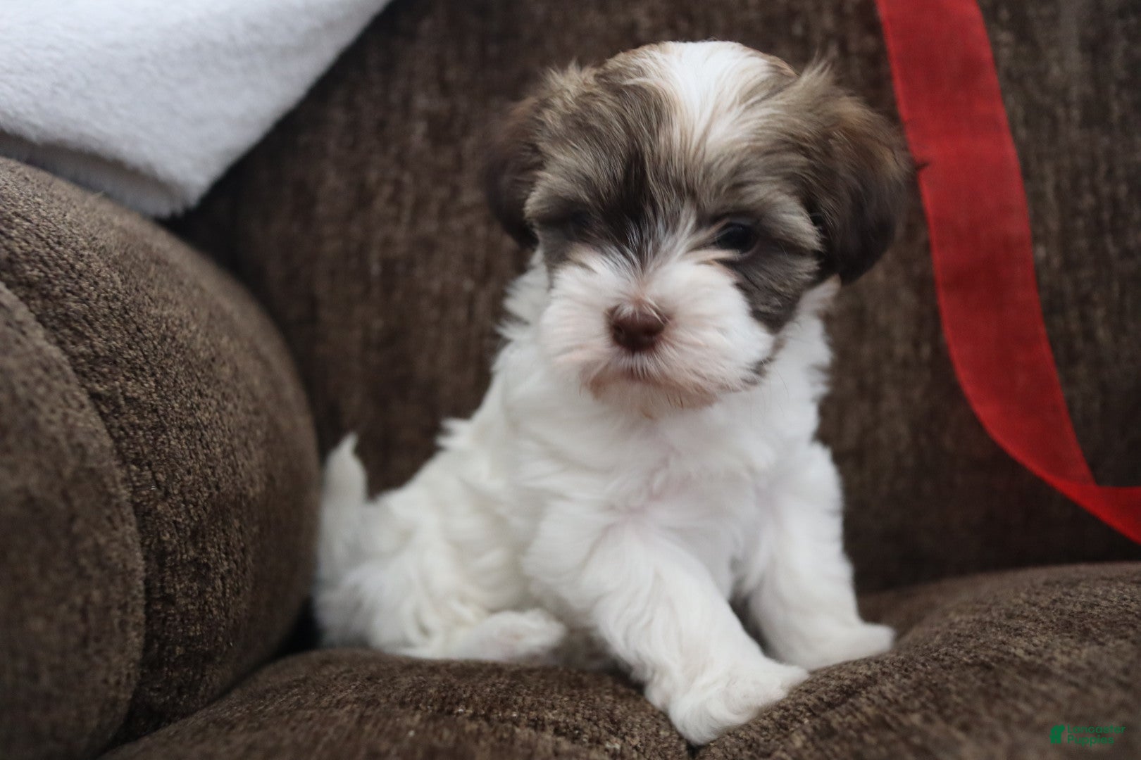 Havanese dogs Sugar Bun - Ad 22