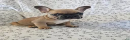 French Bulldog dogs for sale: Faith - Ad 3
