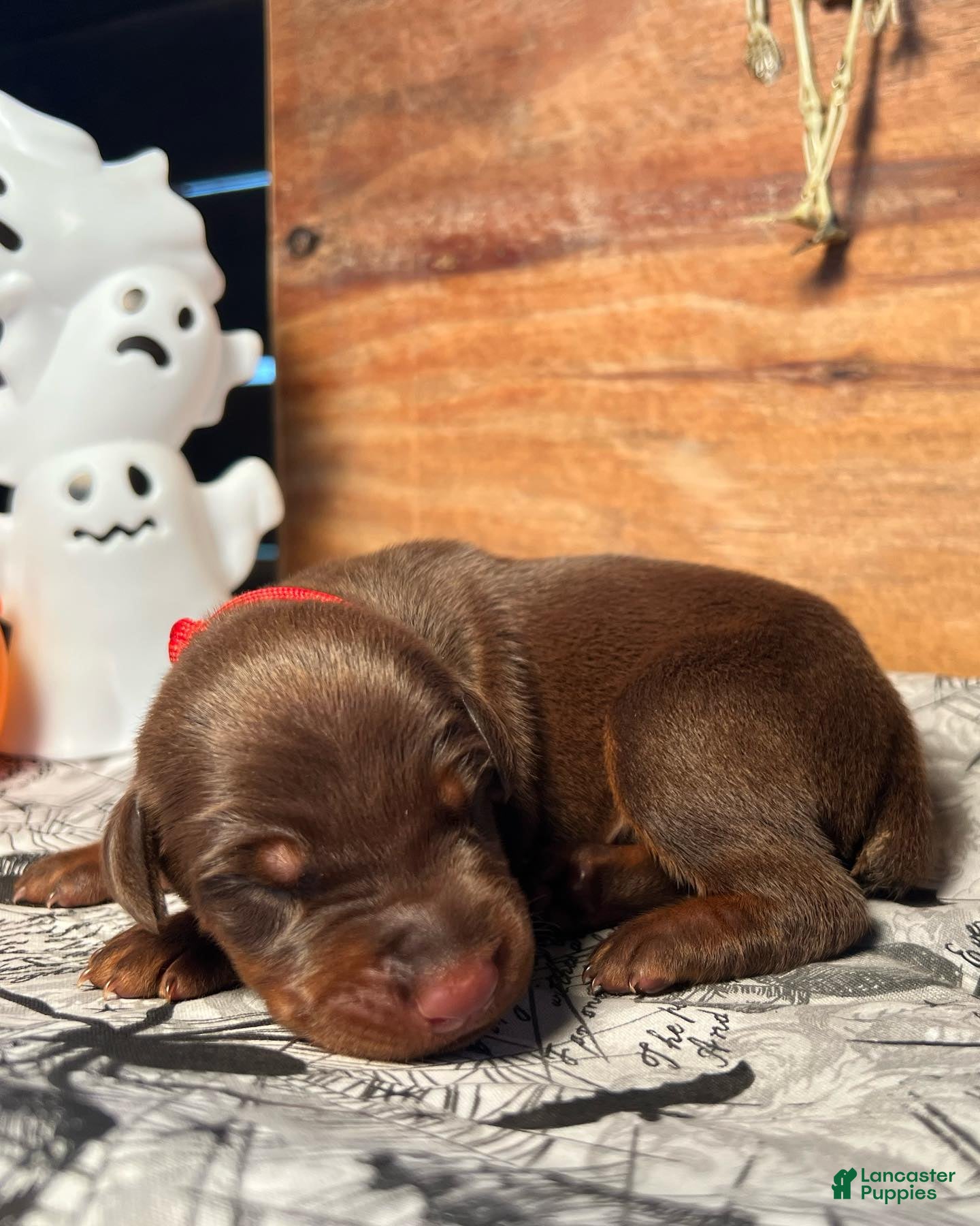 Doberman Pinscher dogs Frankenstein: European Bloodlines - Ad 32