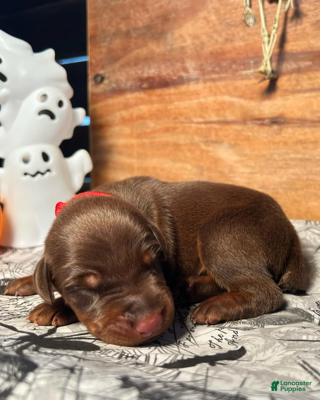 Doberman Pinscher dogs for sale: Frankenstein: European Bloodlines - Ad 1