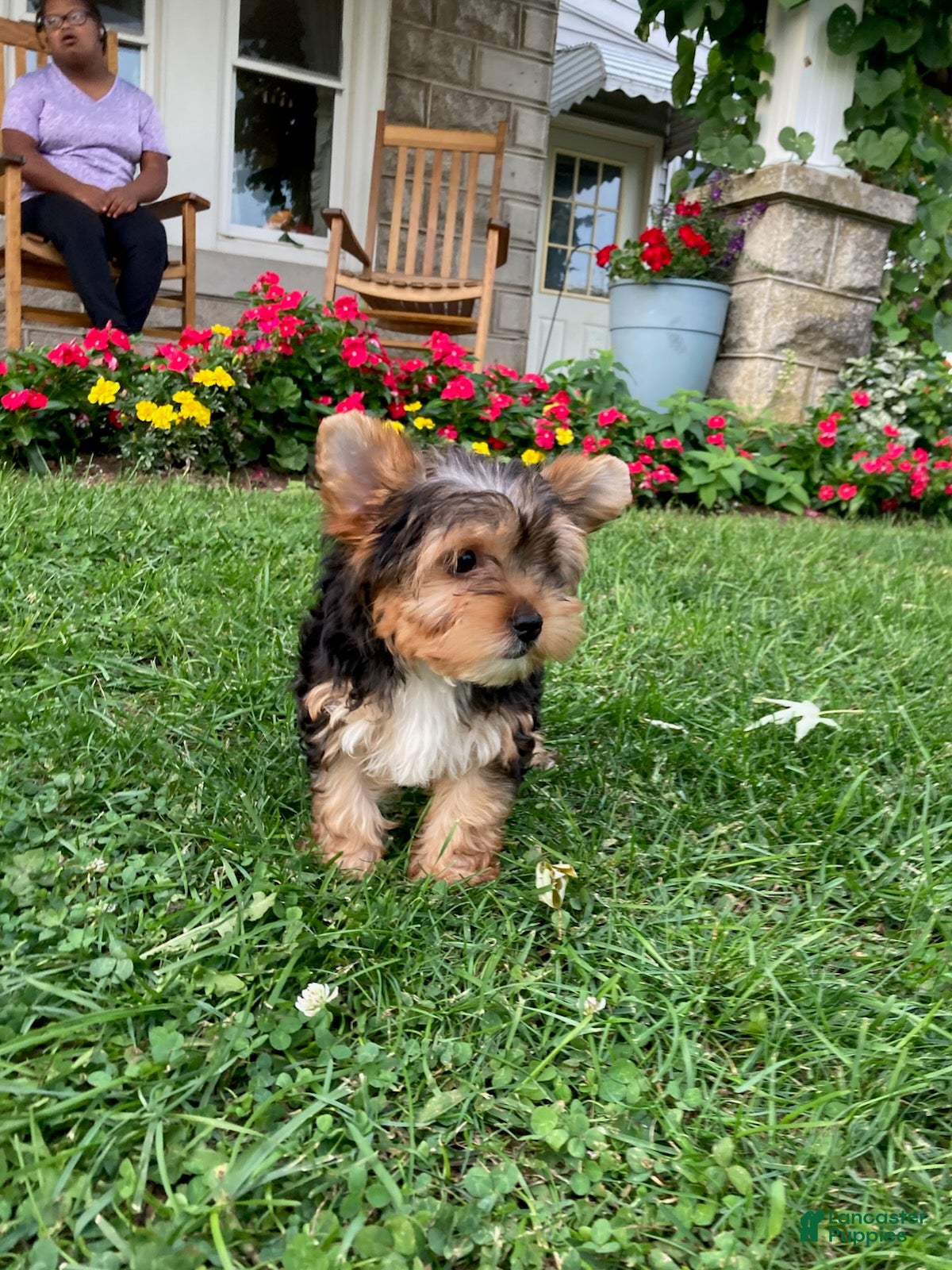 Yorkshire Terrier dogs Jesse - Ad 2