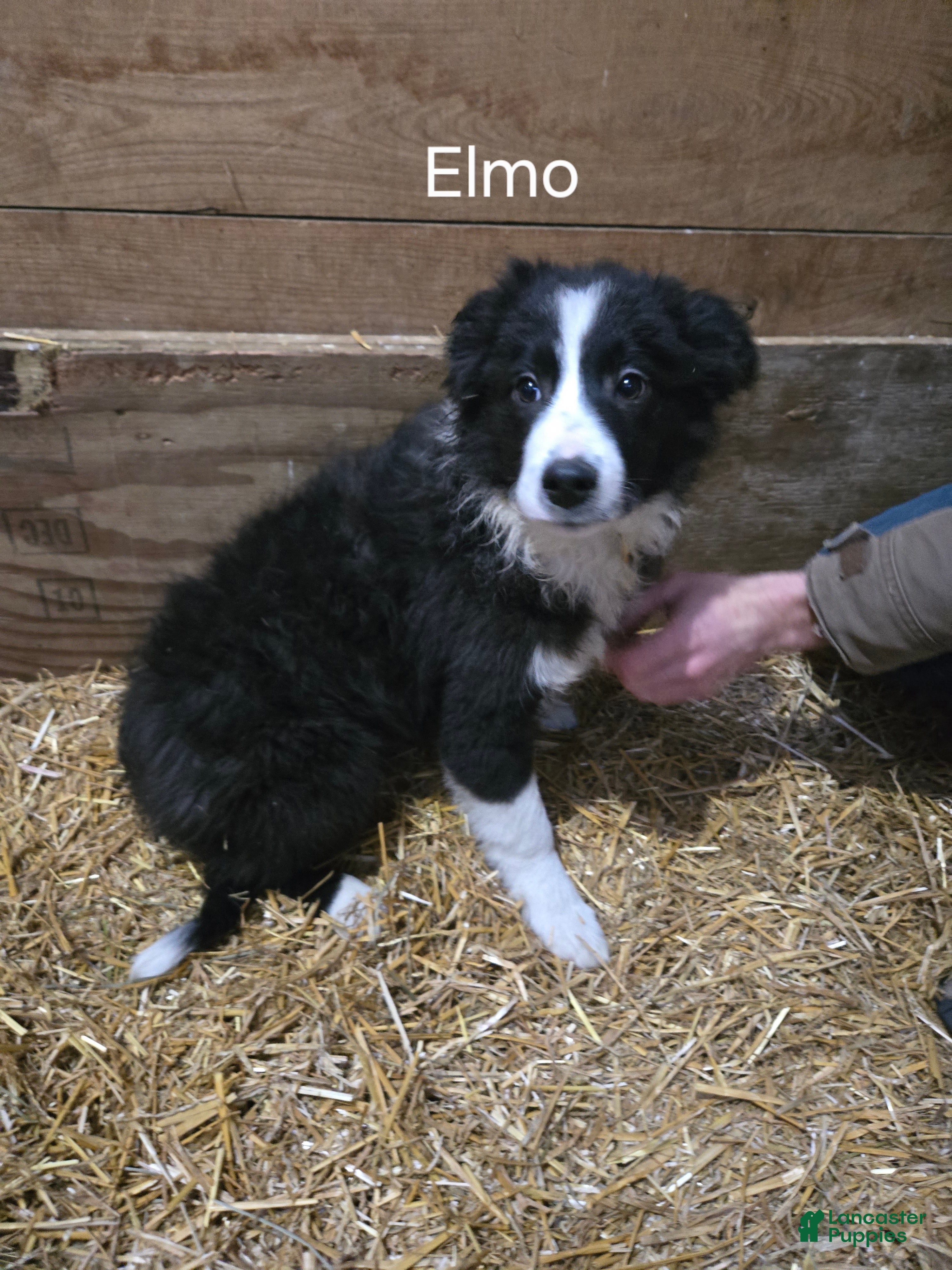 Border Collie dogs Elmo - Ad 2