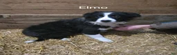 Border Collie dogs for sale: Elmo - Ad 2