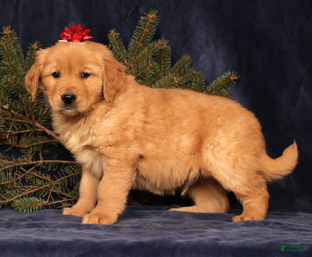 Golden Retriever dogs for sale: Denver - Ad 4