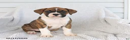 Boxer dogs for sale: Rose  - Ad 4