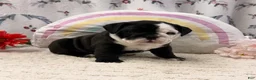 English Bulldog dogs for sale: Myla - Ad 1