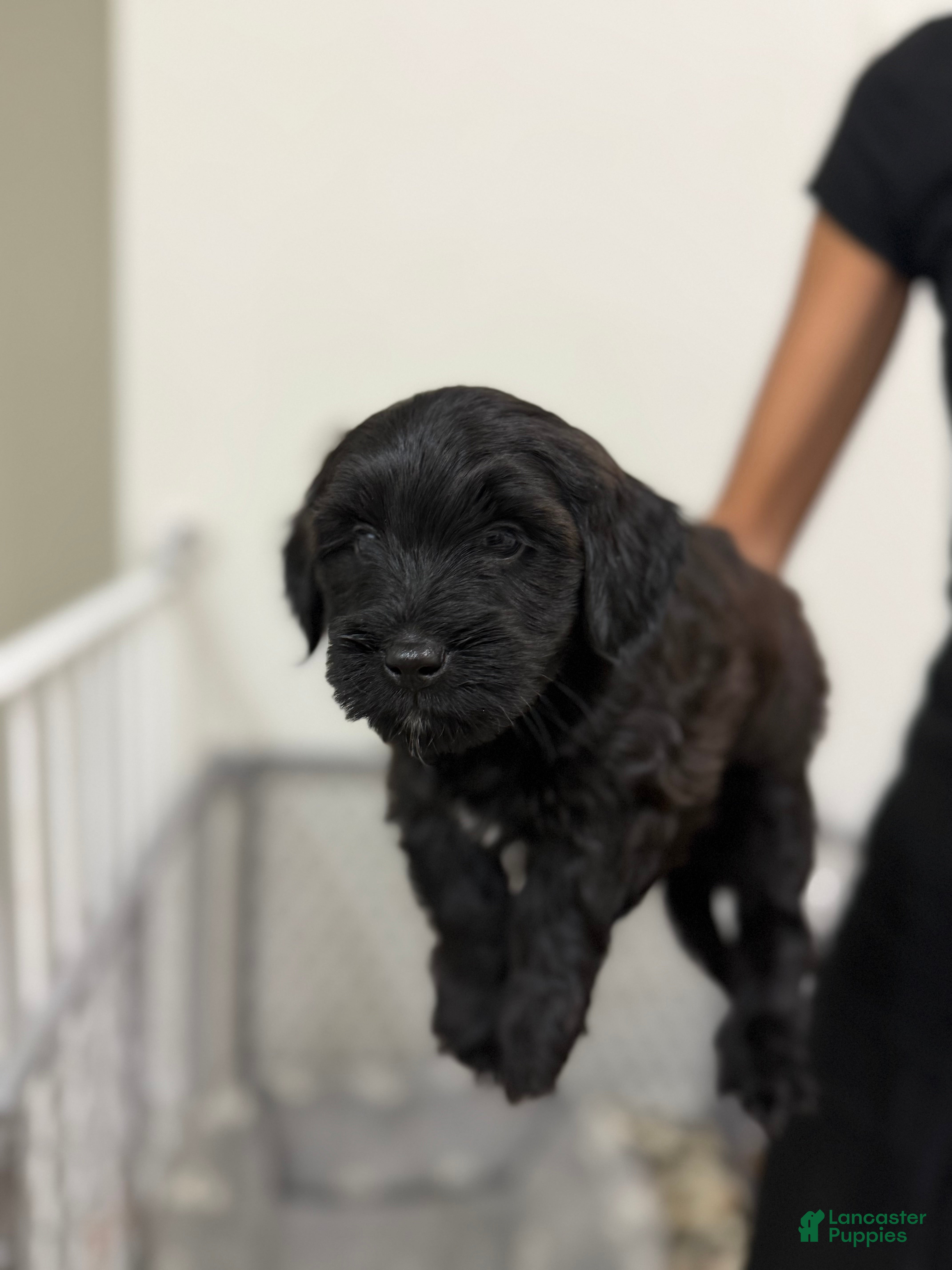 Mixed Breed dogs Mixed Breed 1 - Ad 26