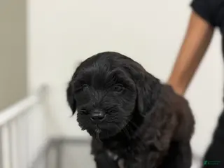 Mixed Breed dogs Mixed Breed 1 - Ad 26