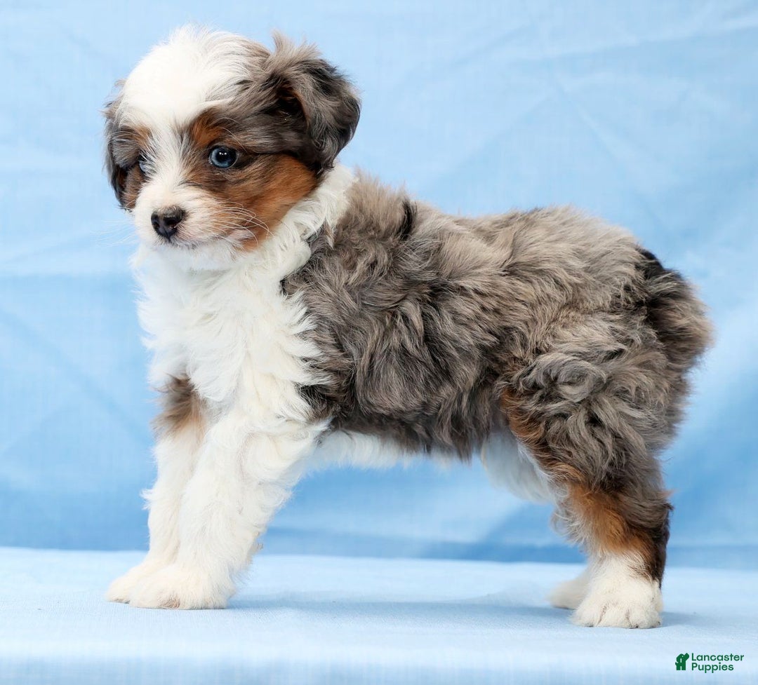Mini Aussiedoodle dogs for sale: Wyatt - Ad 8