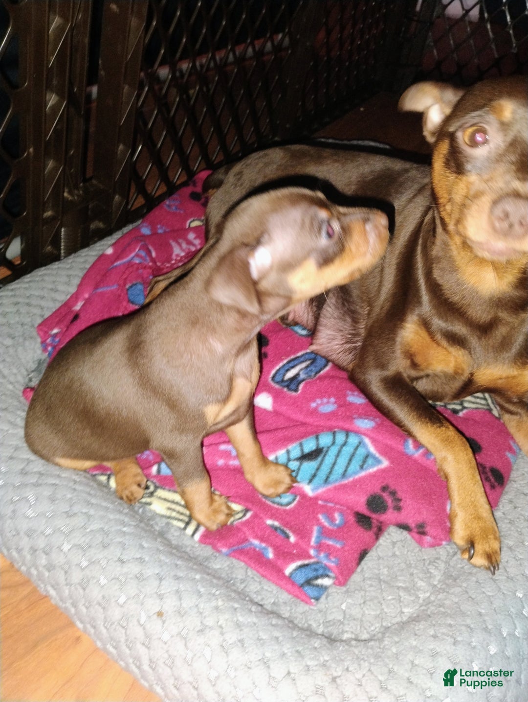 Miniature Pinscher dogs for sale: Ralph - Ad 5