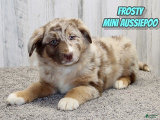 Mini Aussiedoodle dogs Frosty - Ad 28